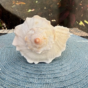 May include: A large, off-white seashell with a spiraled, textured surface and a prominent, pale orange center point. The shell features a wide, flared opening with irregular, wavy edges and a natural, calcified appearance throughout its structure.