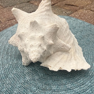 May include: A large, off-white conch shell with a porous, textured surface and several prominent, pointed spikes extending from its body. The shell features a wide, flared opening and a spiral structure, showcasing natural calcified details.