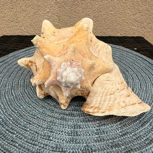 Handpicked Florida Keys Queen Conch Shell – Large Natural Pink Interior – Coastal Beach Decor