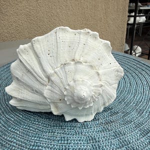11 inch Florida Lightning Whelk Shell