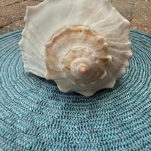 May include: A large, off-white seashell with a spiraled, conical center featuring light brown and tan accents. The shell has a wide, flared opening with a scalloped, wavy edge and a textured, ridged surface that radiates outward from the center.