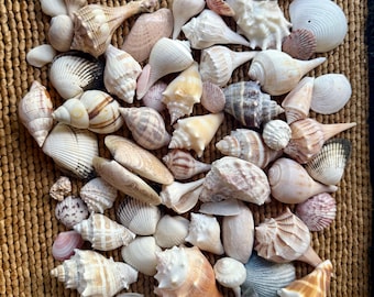 May include: A collection of various seashells in shades of white, tan, and brown, with some featuring pink and orange hues. The shells are arranged on a woven, textured surface.