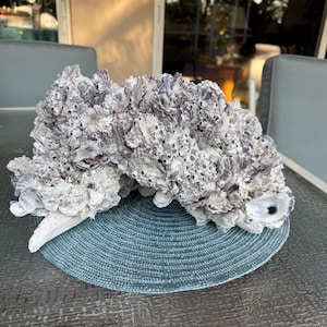 Xtra Large Natural Oyster Shell Cluster – Coastal Statement Decor, Whelk Shell Accent