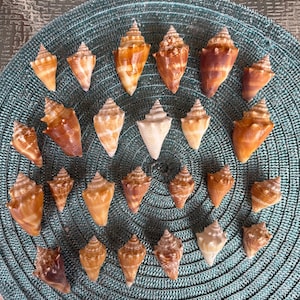 May include: A collection of various seashells in shades of brown, tan, and white, arranged on a teal, textured mat. The shells vary in size and shape, with a conical spiral design. The shells are a natural, organic theme.