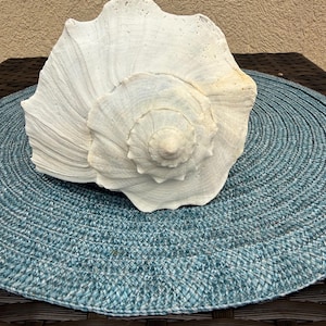11 inch Florida Lightning Whelk Shell