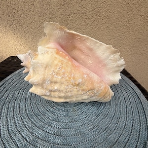 9 inch Handpicked Florida Keys Queen Conch Shell – Ethically Collected
