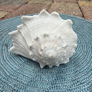 8 inch Large Natural Florida Lightning Whelk Shell