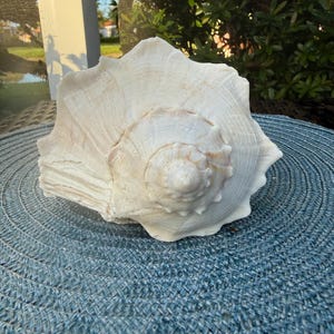 May include: A large, off-white conch shell with a spiraled center and a wide, flared opening. The shell features a textured, ridged surface with subtle tan and cream color variations throughout its natural, organic, and curved structure.
