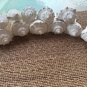 May include: A collection of white seashells, each with a unique spiral pattern, arranged on a woven brown mat. The shells vary in size and shape, creating a natural, coastal aesthetic. The arrangement suggests a decorative or collectible theme.