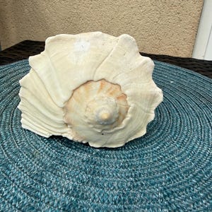 May include: A large, cream-colored seashell with a spiral design. The shell has a textured surface and a light brown interior. The shell is resting on a blue woven placemat, creating a coastal theme.