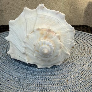 May include: A large, off-white seashell with a spiraled, conical center and a wide, flared opening. The shell features a textured surface with prominent ridges and a subtle, light brown gradient near the central spire, showcasing natural organic curves.