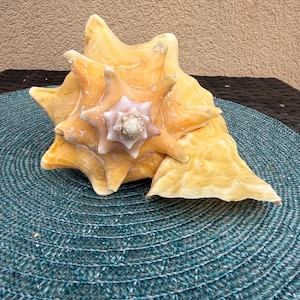 May include: A large, spiraled conch shell featuring a prominent, pointed crown and a wide, flared opening. The shell displays a gradient of warm, golden-yellow and cream tones, with a textured, ridged surface and a distinct, star-like radial structure.