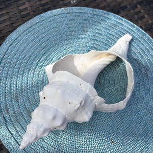 12 inch Weathered Handpicked Natural Horse Conch Shell
