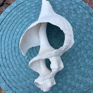 Naturally Weathered Xtra Large 12 inch Florida Horse Conch Shell