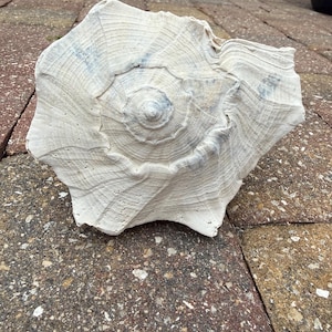 10 inch Lightning Whelk Shell