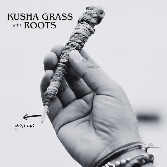 Kusha Grass Pavitri And Rings with the roots