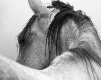 Black and White Horse Canvas