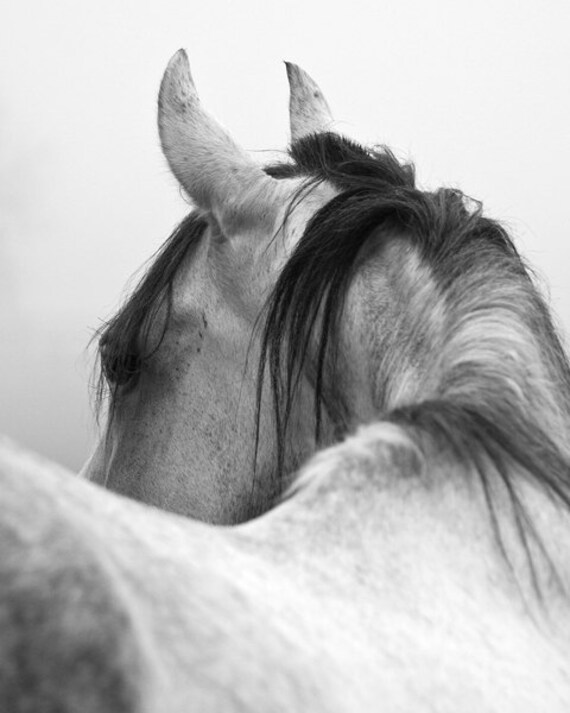 RÃ©sultat de recherche d'images pour 'image de cheval noir et blanc'