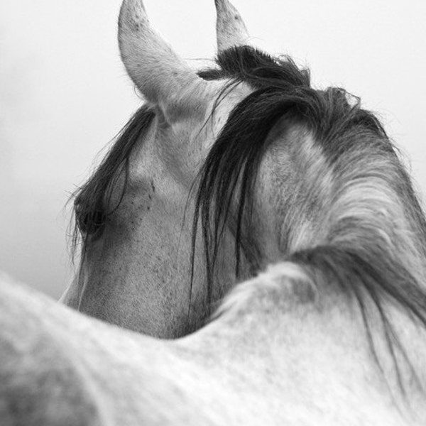 Horse Photography Black and White Horse Photograph 8x10