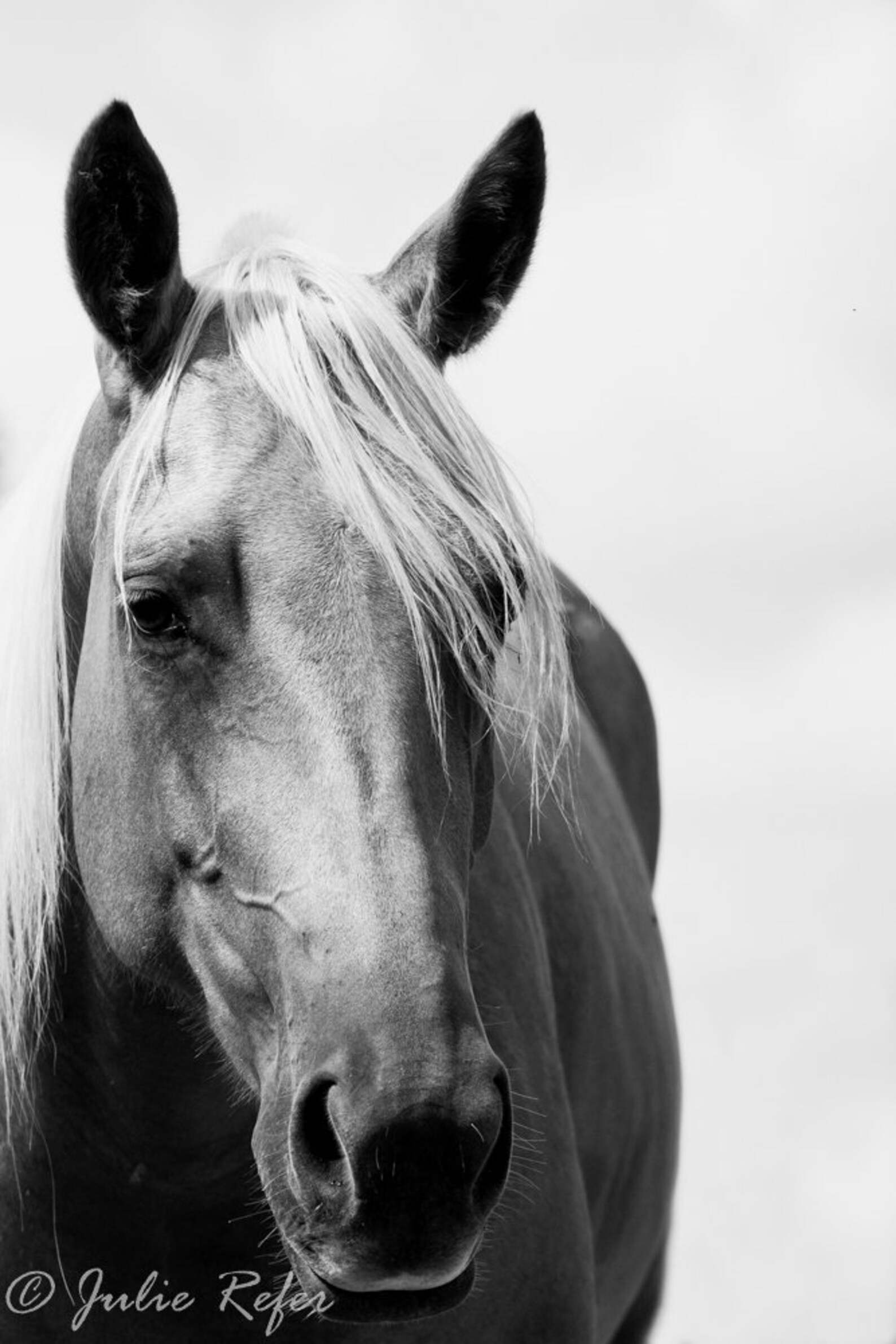 Horse Photography Horse Art Etsy