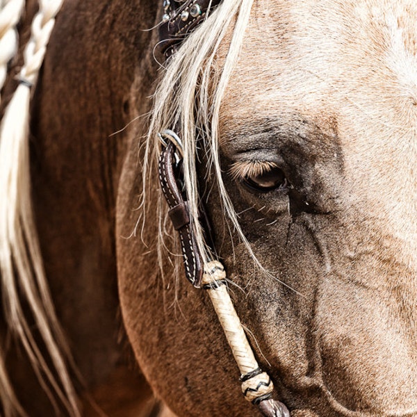 Horse Photography Fine Art Horse Print