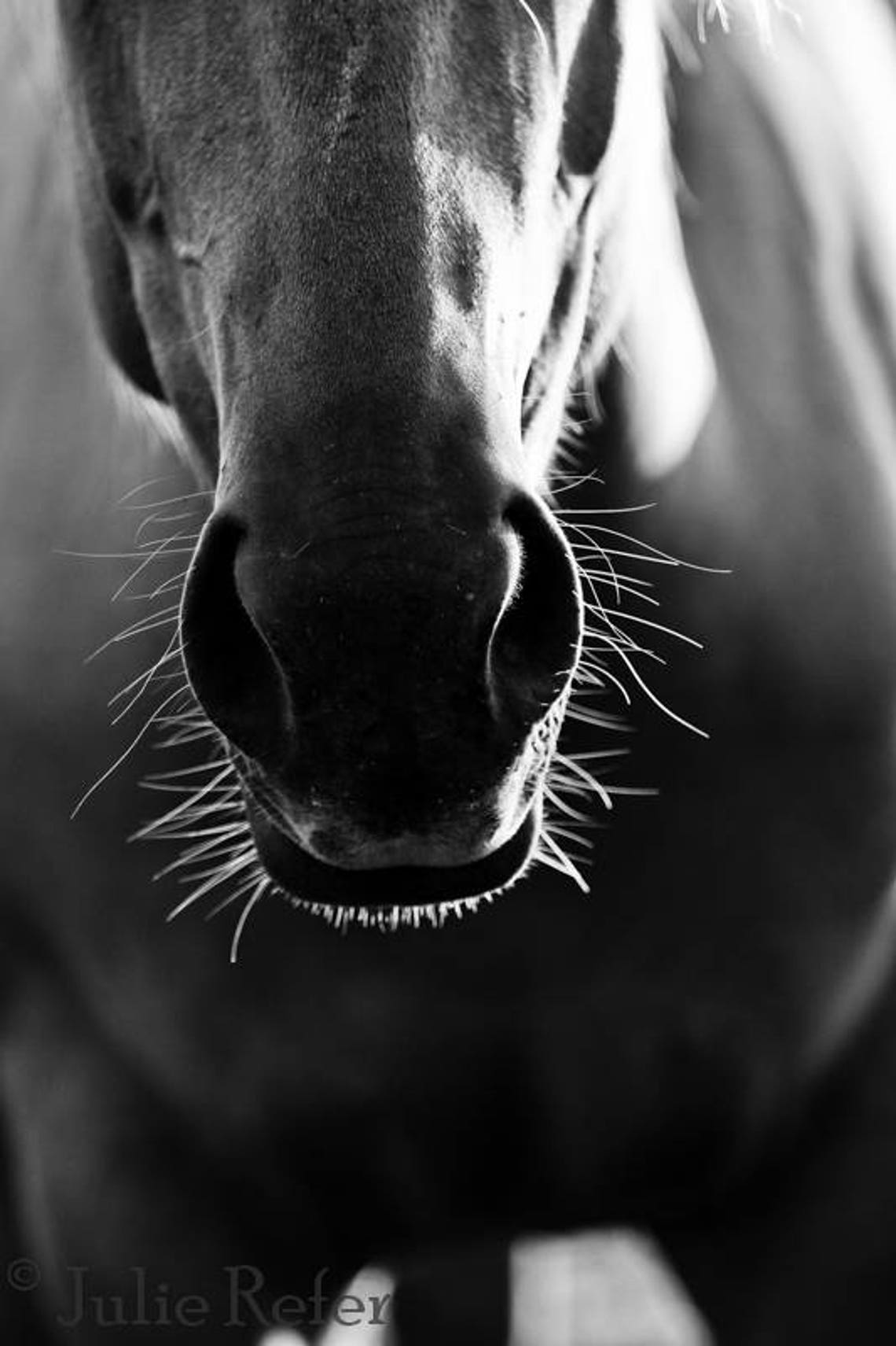 Horse Photography, Black and White Horse Photo Etsy