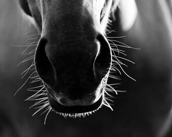 Horse Photography, Black and White Horse Photo