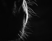 Horse Photography Black and White Equestrian Art