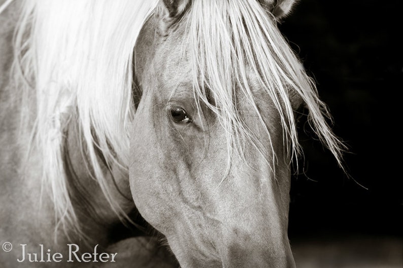 Horse Photography Equestrian Art Etsy