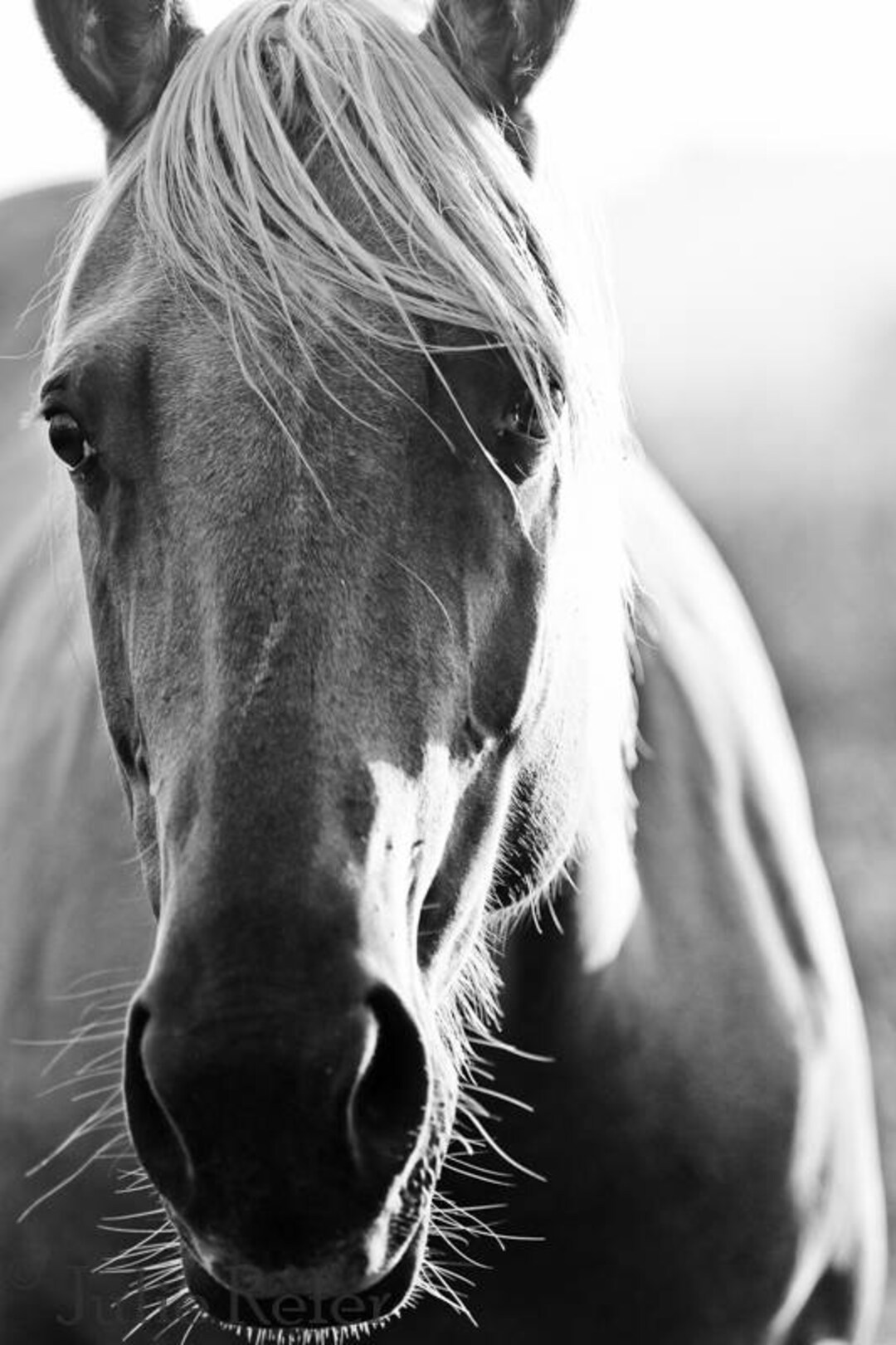 Horse Photography Black and White Horse Photo Etsy