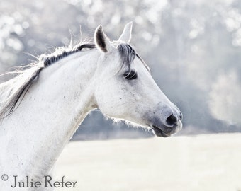 Horse Photography White Horse Equestrian Art