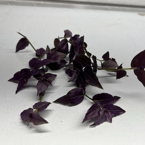 May include: Close-up of a Tradescantia pallida plant, also known as purple heart. The plant features deep purple leaves and stems, with a trailing growth habit. The leaves are elongated and pointed, and the plant is set against a white background.