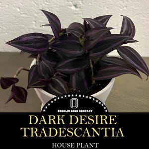 May include: A potted Tradescantia 'Dark Desire' houseplant. The plant features dark purple leaves with silver stripes, and is in a white ceramic pot. The image includes the text "OBERLIN SEED COMPANY" and "DARK DESIRE TRADESCANTIA HOUSE PLANT".