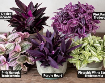 Plant Collectors 5 Tradescantias House Plant Cuttings Lot Purples plus Variegated