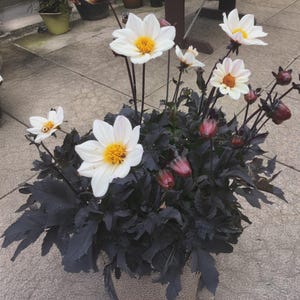 May include: A potted plant featuring white dahlias with yellow centers and dark purple foliage. The flowers are in full bloom, with several buds and seed pods adding visual interest. The pot has a textured, neutral-toned exterior.