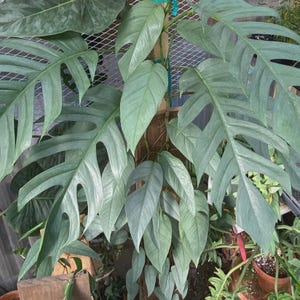 May include: A close-up of a Monstera plant with large, bluish-green leaves. The leaves have unique fenestrations, or holes, and are supported by a wooden stake. The plant is surrounded by other greenery, creating a lush, tropical vibe.