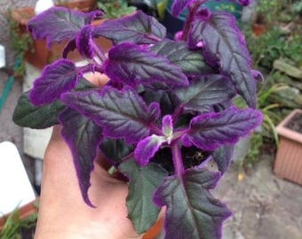 Purple Passion House Plant Velvet gynura Potted Houseplants