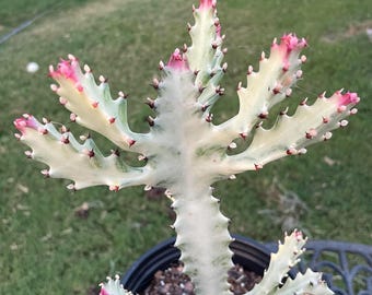 White Ghost Cactus Succulent Plant Cuttings Euphorbia lactea Dragon Bone