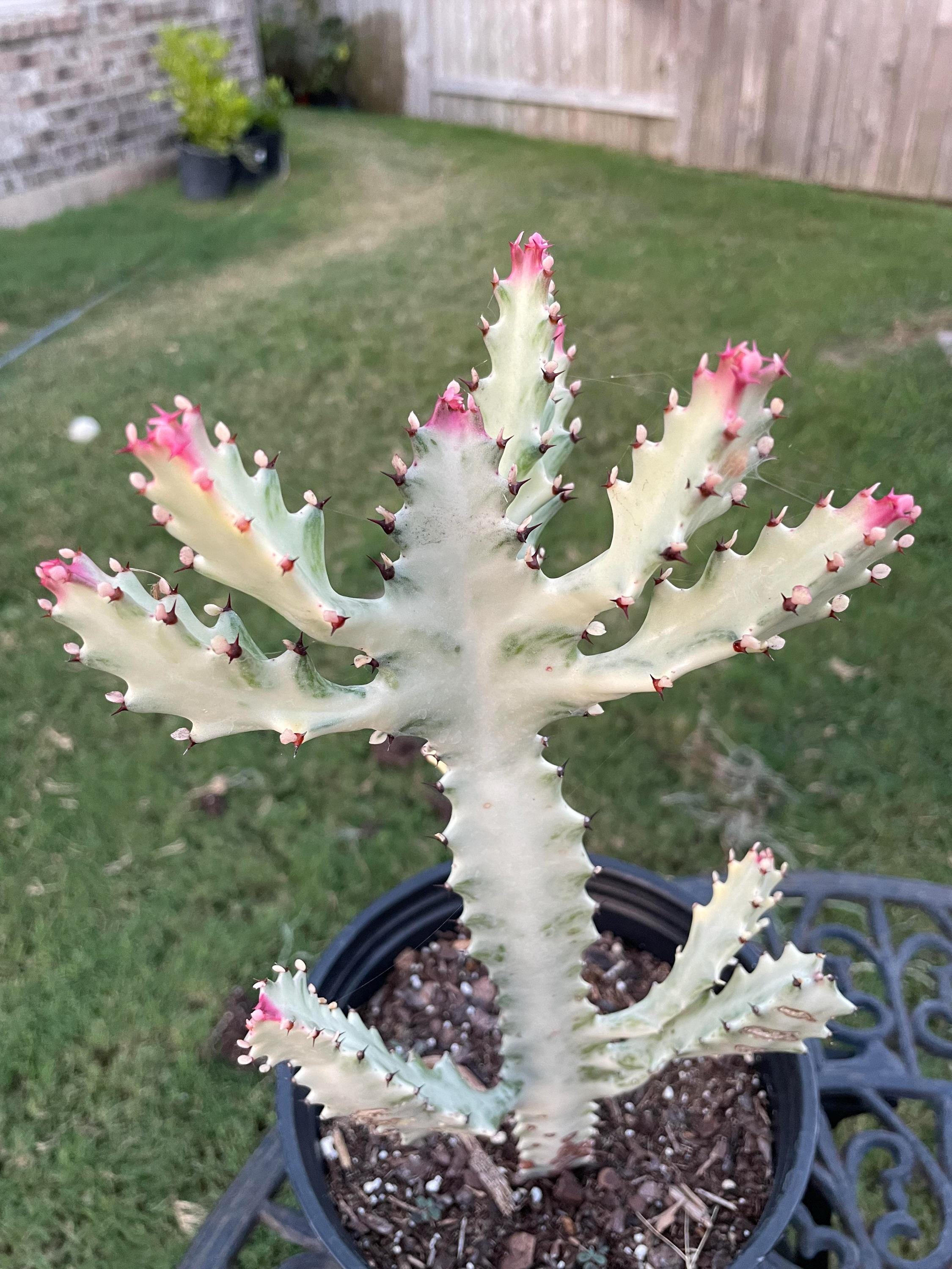 White Ghost Cactus - Etsy