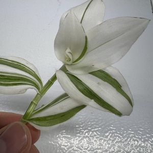 May include: Close-up of a Tradescantia plant cutting. The leaves are white with green stripes, and the stem is a light green color. The plant is held by a hand against a white background.