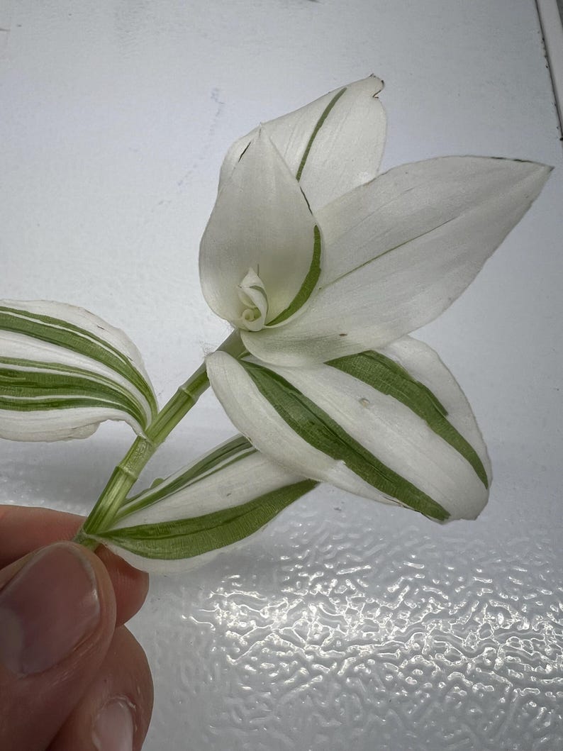 May include: Close-up of a Tradescantia plant cutting. The leaves are white with green stripes, and the stem is a light green color. The plant is held by a hand against a white background.