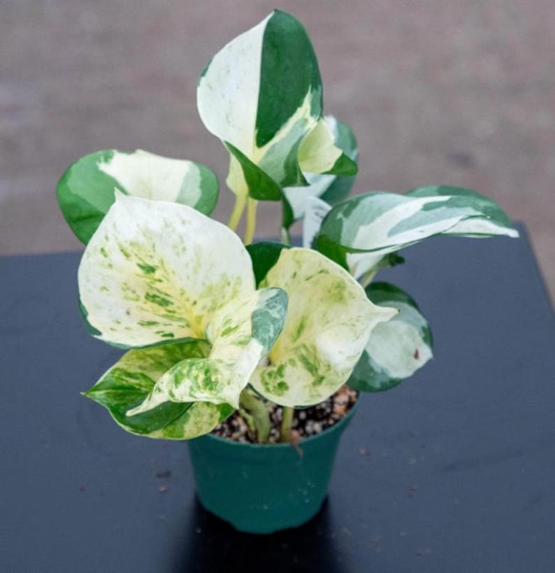 OberlinSeedCo Manjula Pothos