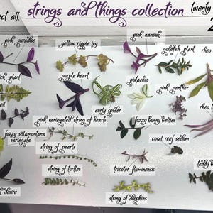 May include: A collection of various plant cuttings, including 'pink paradise', 'purple heart', and 'string of pearls', arranged on a white surface. The image features handwritten labels and the text 'strings and things collection twenty two! 22'.