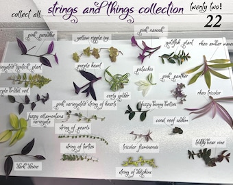 22 Strings and Things Plant Collectors House Plant Cuttings Lot Black Pink Purple Variegated