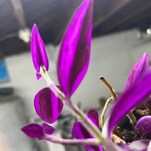 May include: Close-up of a Tradescantia zebrina plant, also known as a wandering jew. The leaves are a vibrant purple with dark green stripes. The plant is in a pot with soil, and the stems are visible.