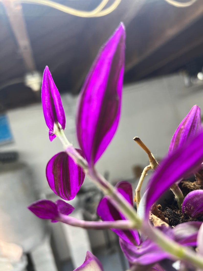 May include: Close-up of a Tradescantia zebrina plant, also known as a wandering jew. The leaves are a vibrant purple with dark green stripes. The plant is in a pot with soil, and the stems are visible.