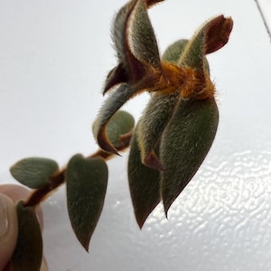 May include: Close-up of a Kalanchoe tomentosa plant stem with green, oval-shaped leaves and fuzzy, brown-tipped, velvety leaves. The stem is brown, and the plant has a soft, textured appearance.