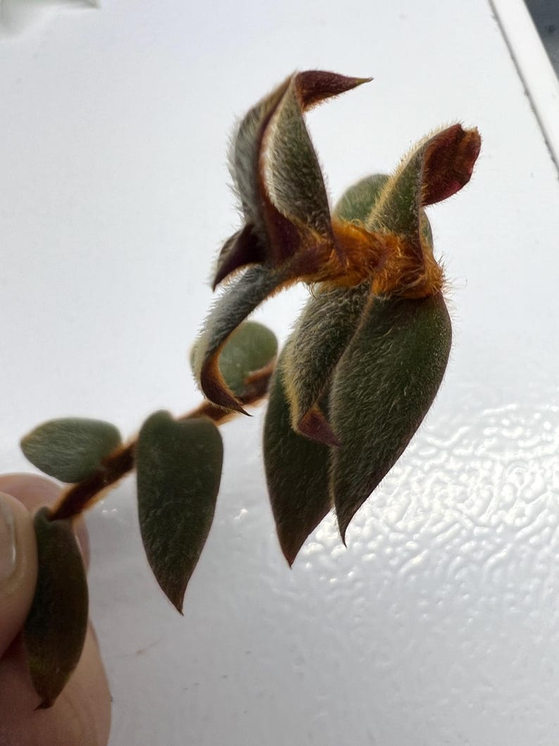 May include: Close-up of a Kalanchoe tomentosa plant stem with green, oval-shaped leaves and fuzzy, brown-tipped, velvety leaves. The stem is brown, and the plant has a soft, textured appearance.