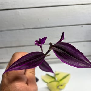 May include: Close-up of a Tradescantia zebrina plant stem with vibrant purple and green leaves. The leaves have dark purple stripes and a lighter purple underside. The plant is held against a white background.