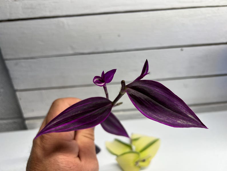 May include: Close-up of a Tradescantia zebrina plant stem with vibrant purple and green leaves. The leaves have dark purple stripes and a lighter purple underside. The plant is held against a white background.